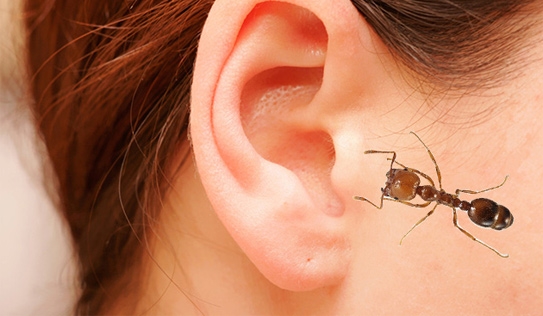 côn trùng chui vào tai 